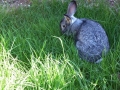 Hase Stups im Frühjahr